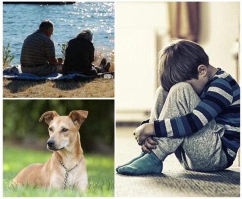 Dog, Photograph, Water, Vertebrate, Carnivore, Dog, Person, Person, Person, Person
